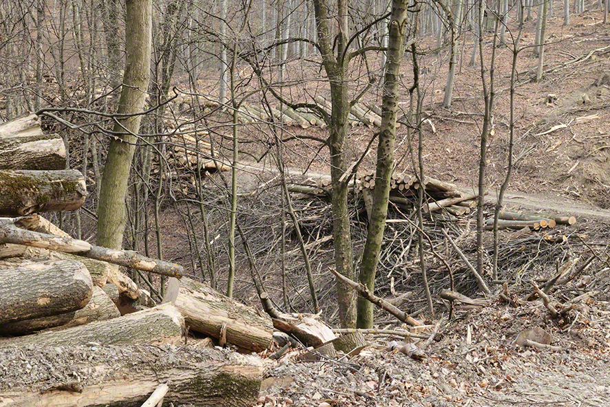 Wienerwald-Abholzung Hopfgartenkreuzung-Sulzwiese